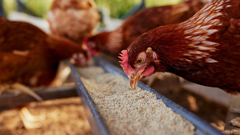 Chicken eating feed