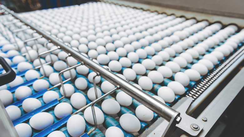 Egg production line