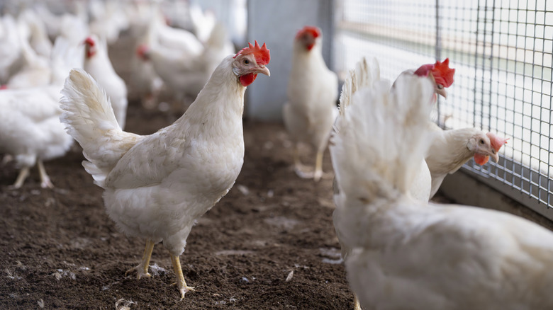 white chickens in coop behind wire mesh