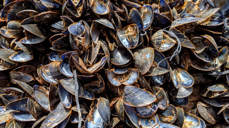 Dead mussels baking in the sun