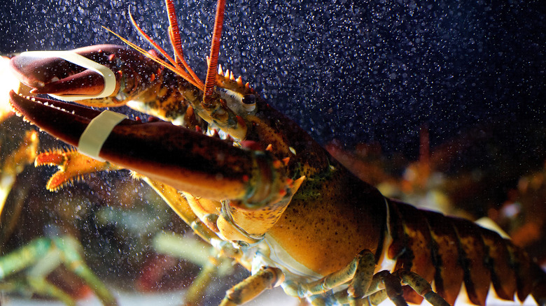 Lobster in restaurant tank