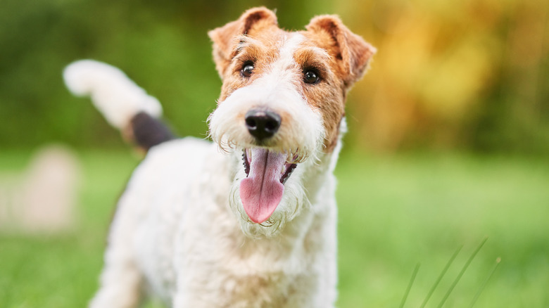 A wiry-haired Fox Terrier 