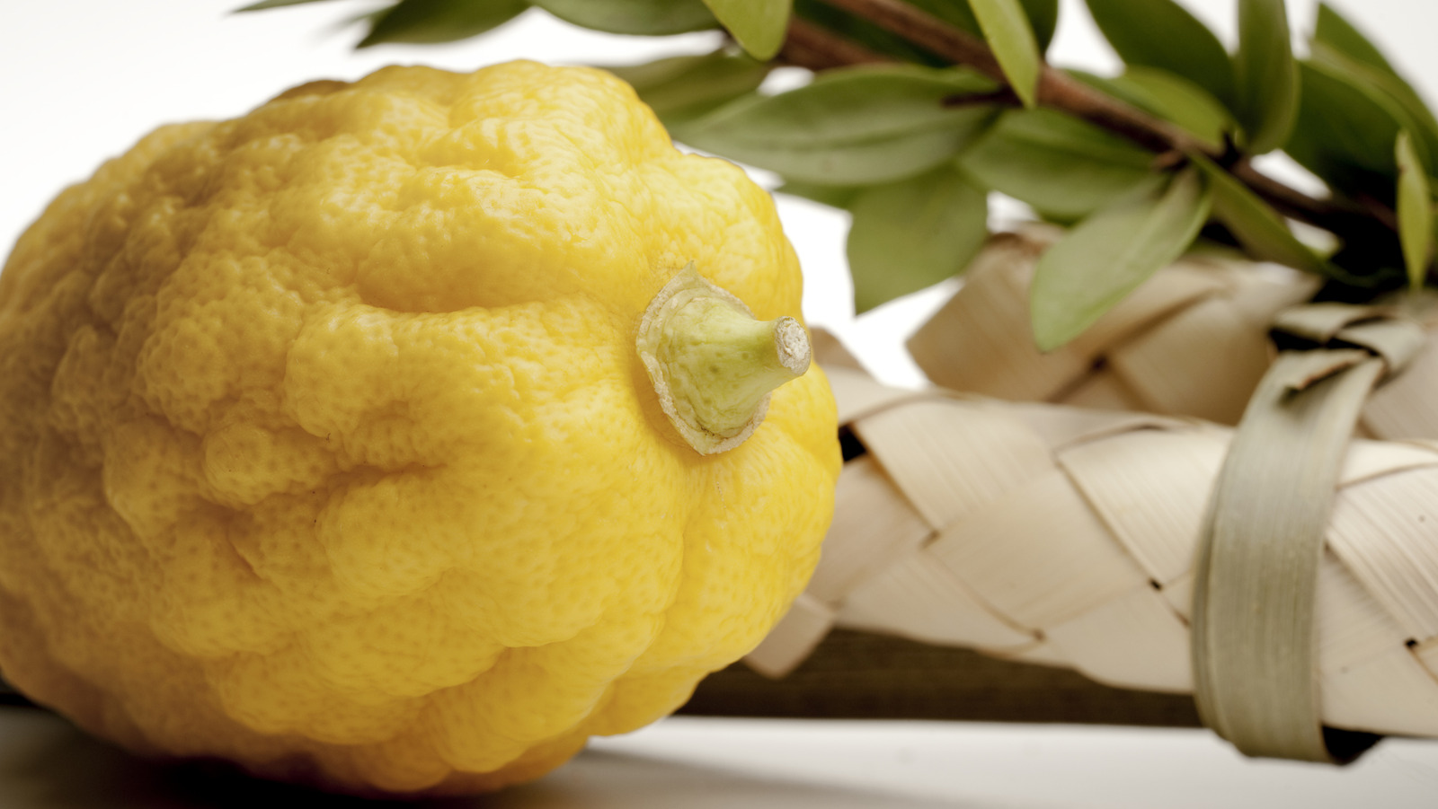 The Significance Of The Etrog (Citron) During Sukkot