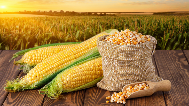 Corn and dried kernels in a field