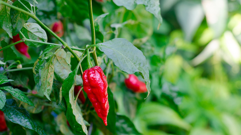 Ghost peppers growing in garden