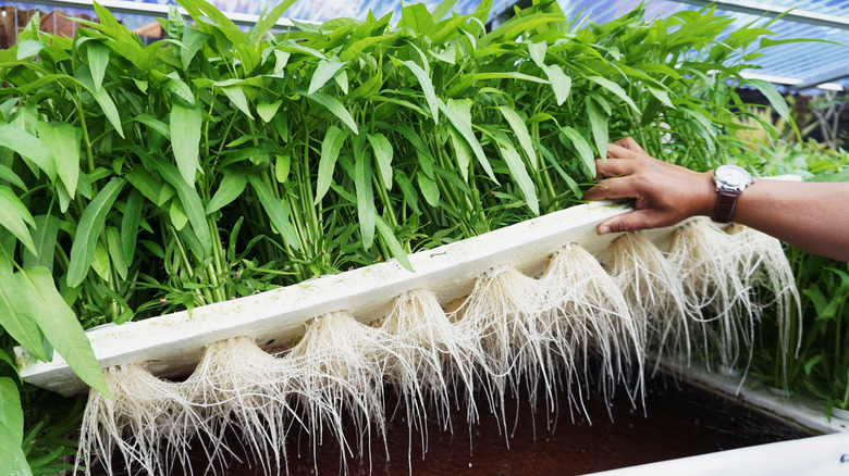 Person showing roots of water spinach 