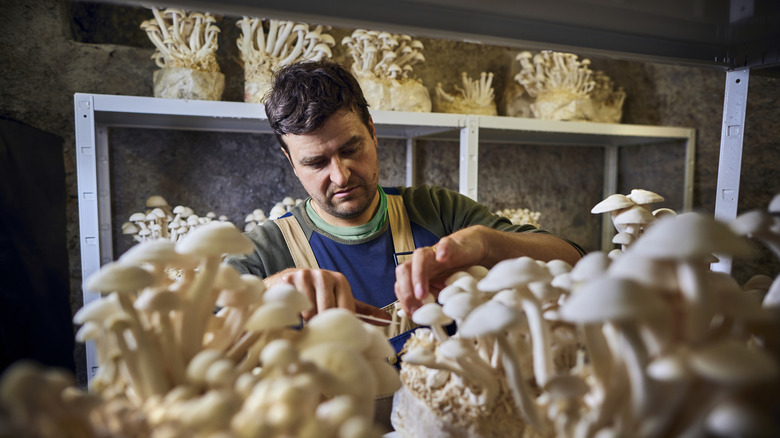 Person harvesting mushrooms