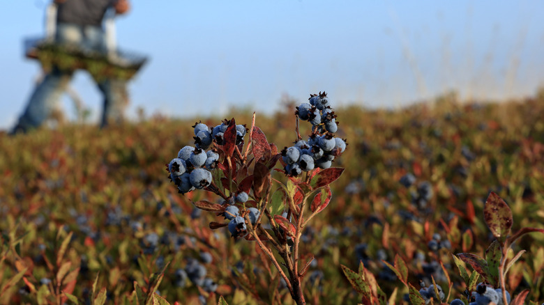 A wild lowbush blueberry bush in focus in the foreground in front of a blurry farmer harvesting berries.