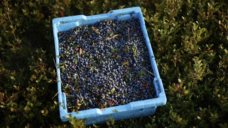A blue crate of wild blueberries on top of green lowbush blueberry bushes