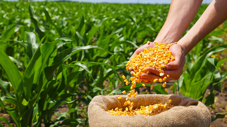 Hands holding corn kernels over brown sack in corn field
