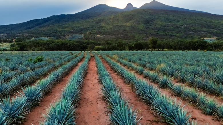 Rows of blue agave plants with a mountain in the background.