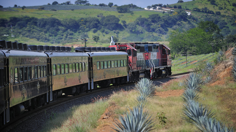 A train passes through a field of blue agave in a hilly rural landscape.