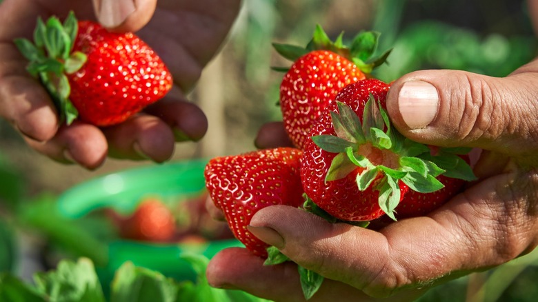 Man holding fresh strawberries