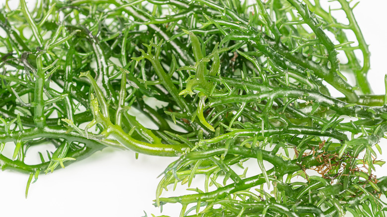 sea moss that produces carrageenan