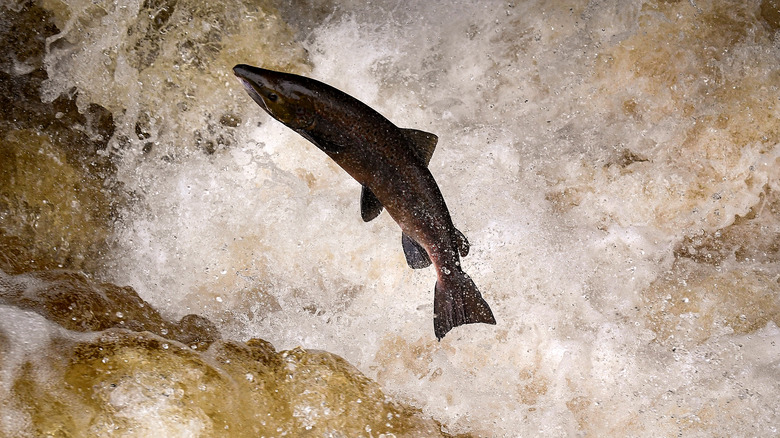 Salmon swimming in water