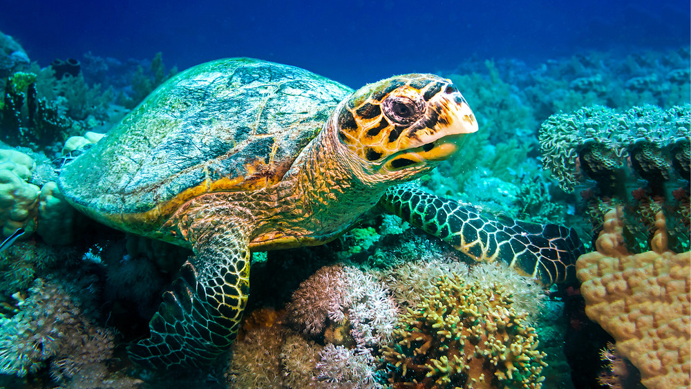 Sea turtle swimming underwater