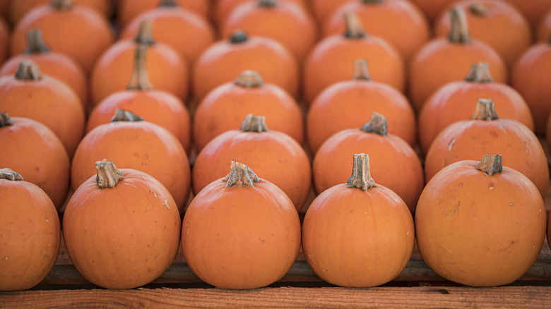 Rows of sugar pumpkins