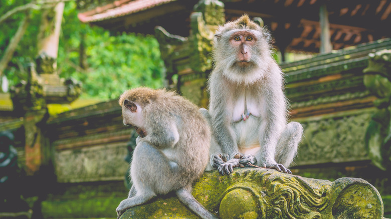 Monkeys in Sangeh Monkey Forest