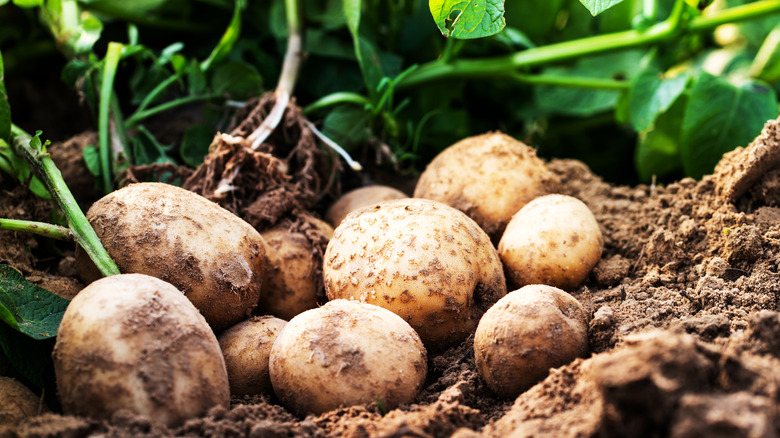 Potatoes growing in soil