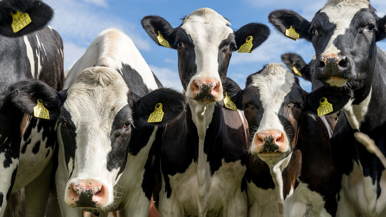 Happy cows