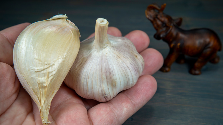 Elephant garlic next to softneck garlic