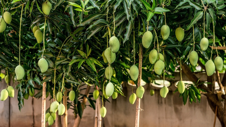 Mangoes hanging from trees