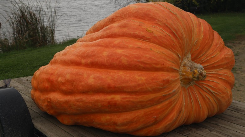 2,500 pound pumpkin disqualified from competition