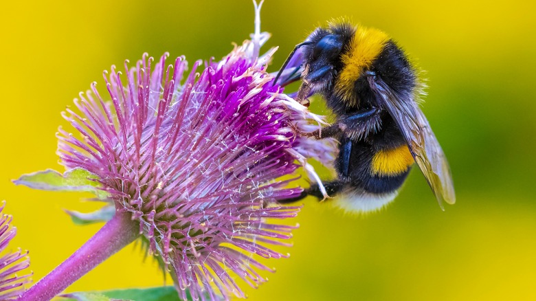 Bumble bee on a flower's bloom