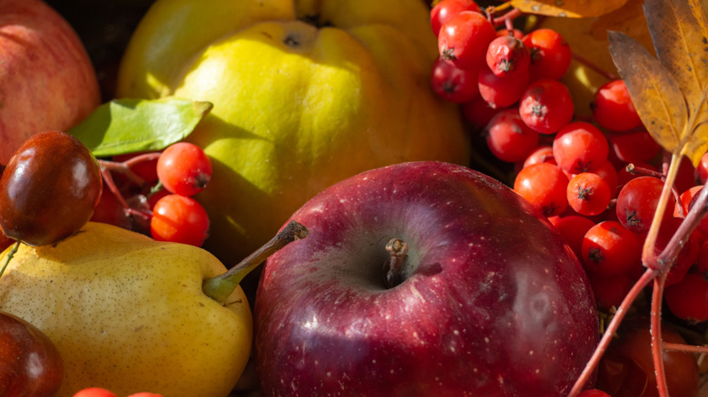 Assorted fall fruits