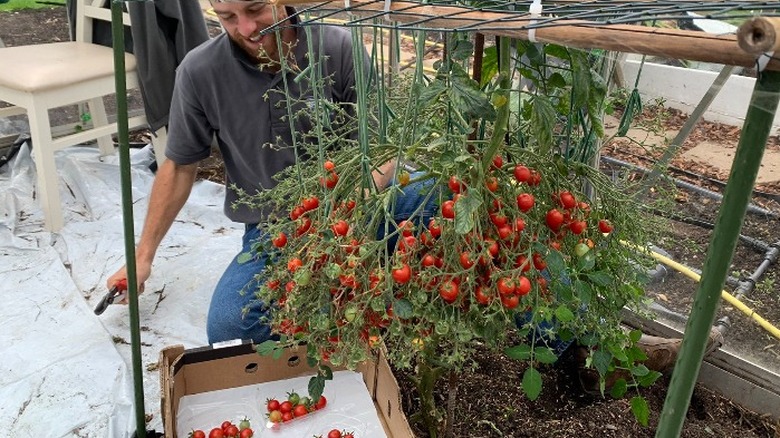 Douglas Smith examining his winning tomatoes