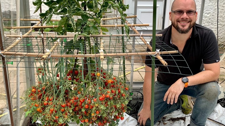 Douglas Smith kneeling by his Guinness World Record-breaking tomatoes