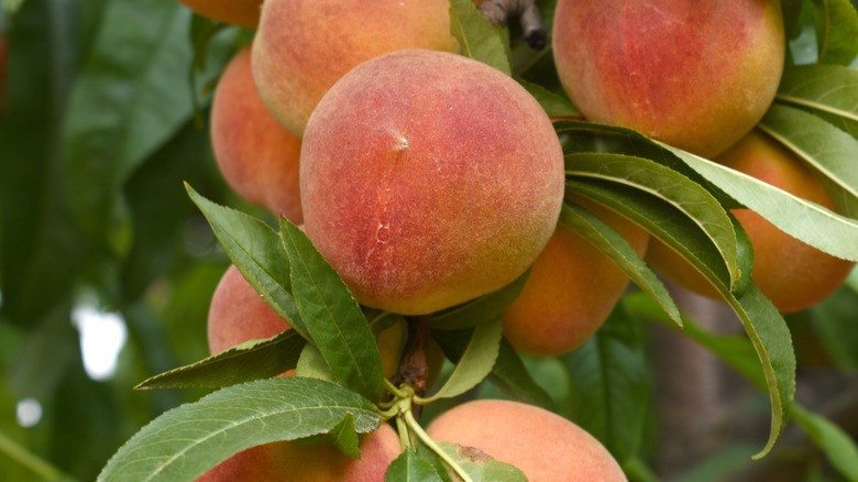 Ripe peaches growing on a tree