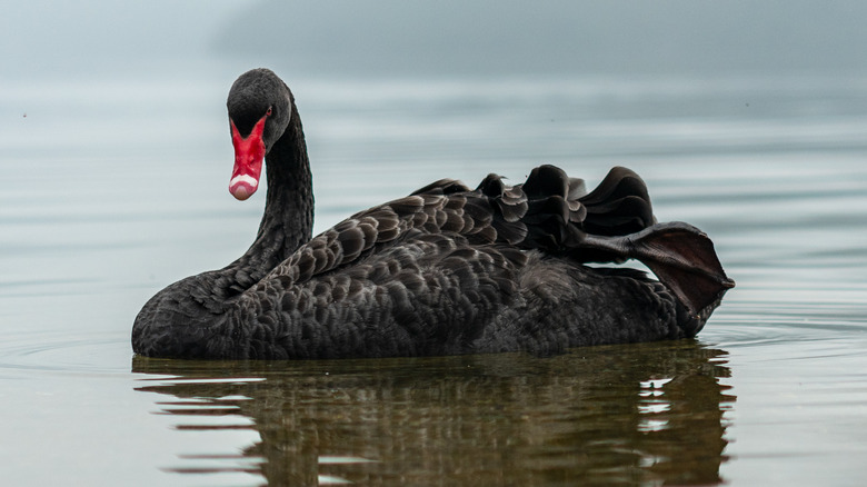 black swan on a lake