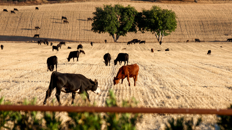 cattle grazing in drought conditions