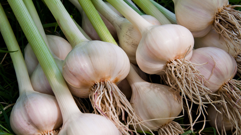 Garlic pulled from the ground