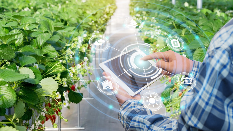 Farmer using tablet 