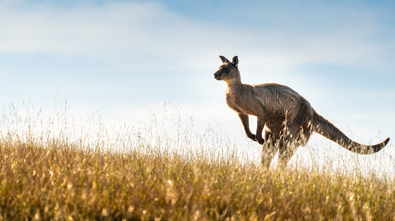 Kangaroo jumping through a meadow