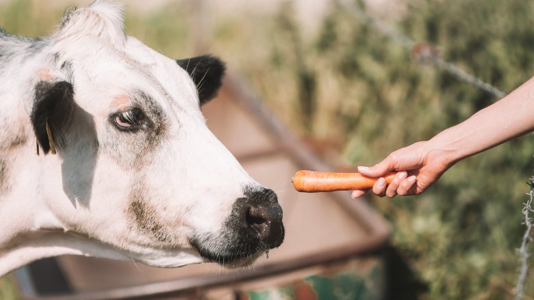 feeding carrot to cow 