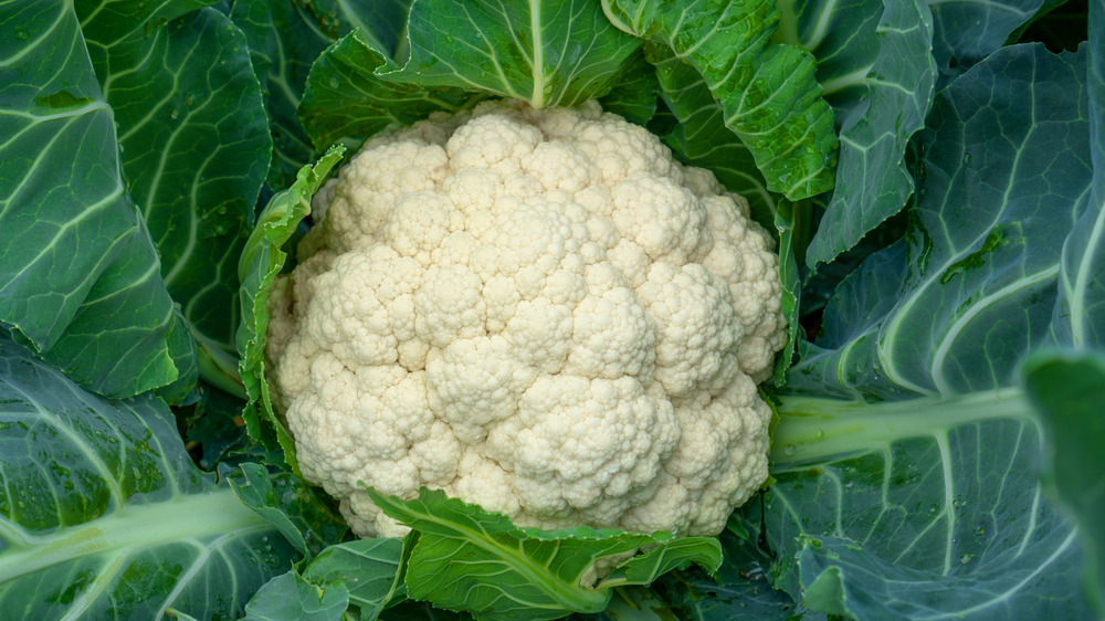 Head of cauliflower