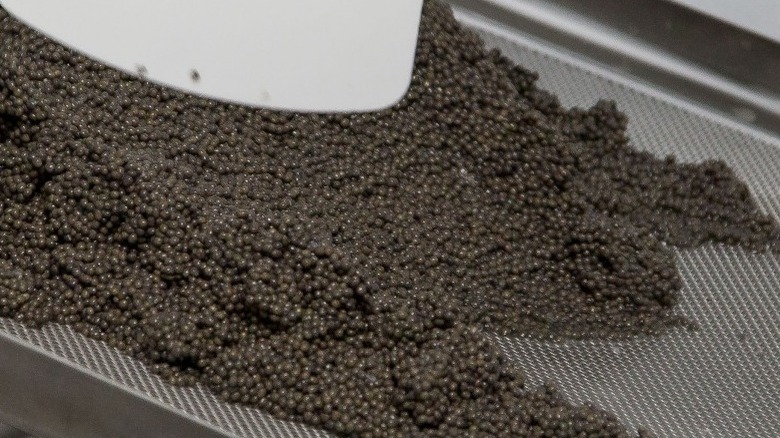 Chef Cleaning Caviar
