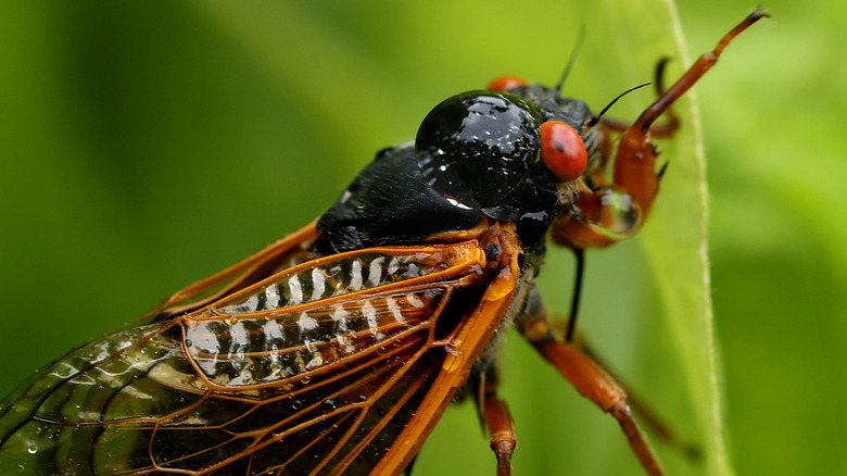 Cicada with red eyes