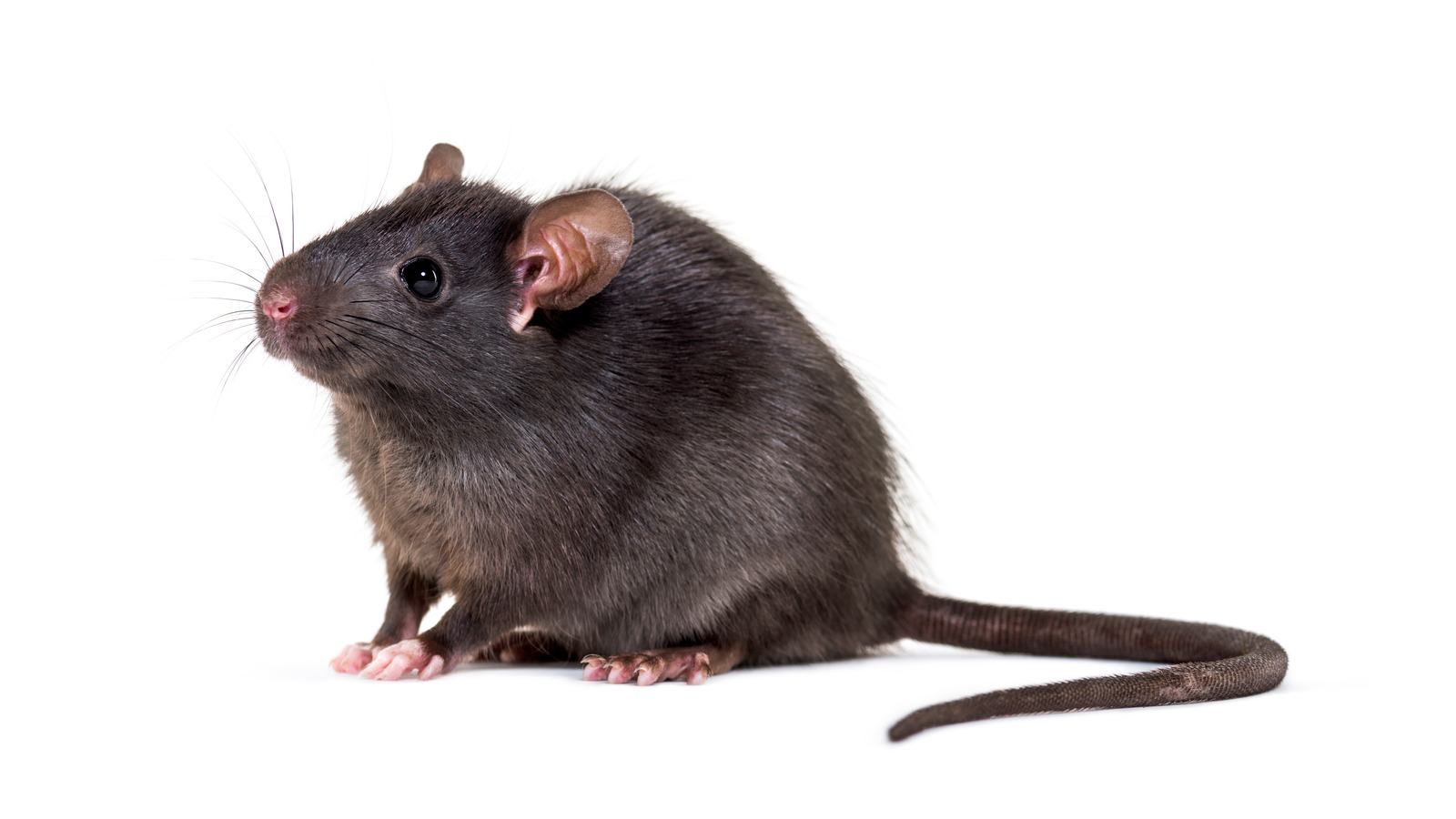 The Truth About Rat Meat