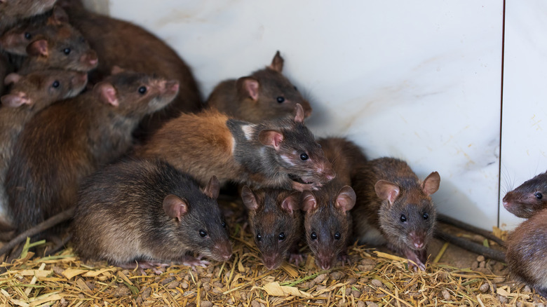 Brown rats on a farm