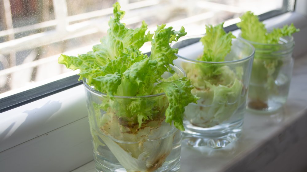 growing lettuce