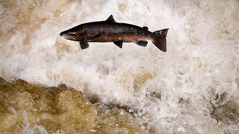 Salmon in water