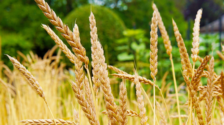 spelt grains