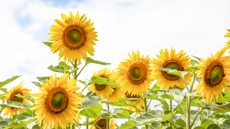 Sunflowers in a field