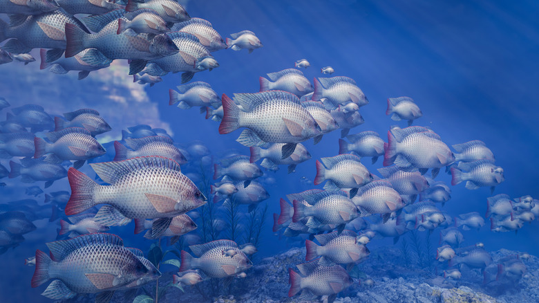 Group of tilapia fish swimming