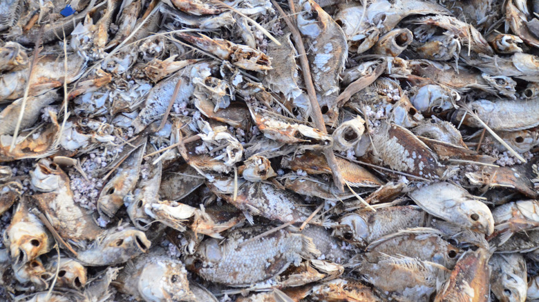 Tilapia skeletons on the beach of the Salton Sea