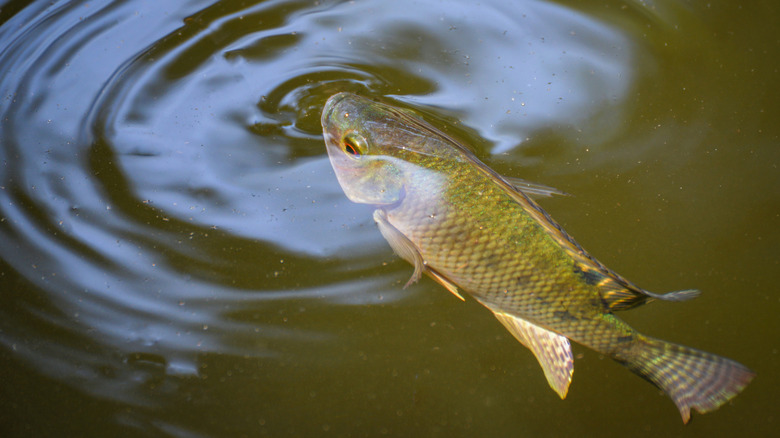 Tilapia fish at the surface of brown-green water